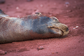 Galapagos sea lion asleep on red sand