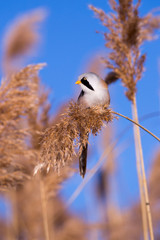 Bearded tit on the reed, male © Arpad