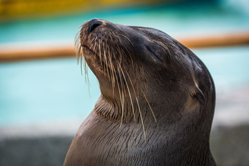 Galapagos sea lion close-up with eyes closed