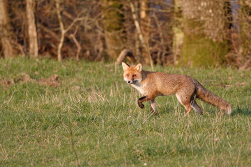 Renard en fin de période de rut, un soir de février