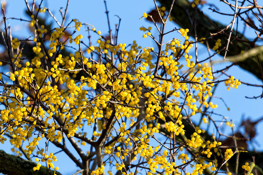 Yellow Loranthus Berris