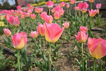 ピンクのチューリップ