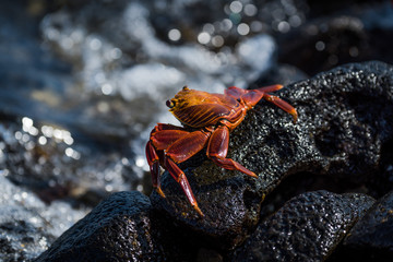 Juvenile Sally Lightfoot crab by rock pool