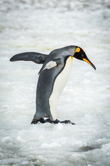 Fototapeta na wymiar King penguin balancing with flippers on ice