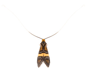 The longhorn moth or Nemophora degeerella isolated on white background, dorsal view.