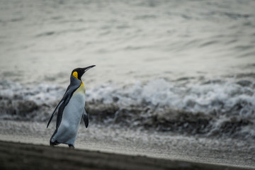 Fototapeta na wymiar King penguin walking on beach beside surf