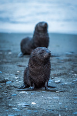 One wet Antarctic fur seal behind another