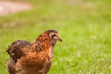 Huhn