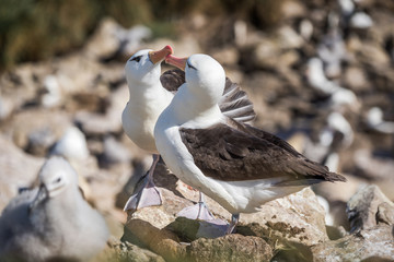 Pair of courting black-browed albatross touching beaks