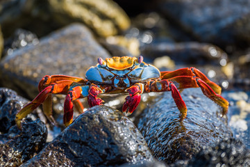 Sally Lightfoot crab climbing over black rocks