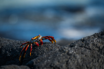 Sally Lightfoot crab walking along black rock