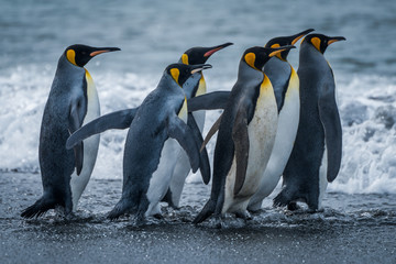 Obraz premium Six king penguins rushing towards sea together