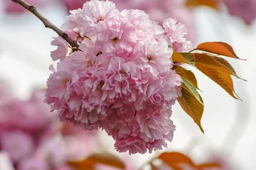 Fotobehang Kersenbloesem pink flowers of sakura branches on blury background
