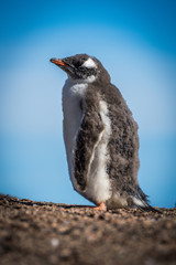 Fototapeta premium Sunny gentoo penguin chick on shingle horizon