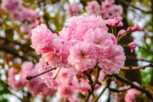 pink flowers of sakura branches on blury background