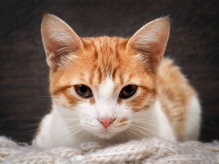 The muzzle is white with a red cat. Portrait of a beautiful big cats. yellow eyes