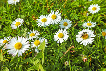 Daisies.Spring meadow with white daisy flower with a bee.