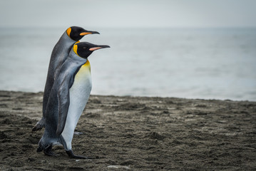 Two king penguins walking together on beach
