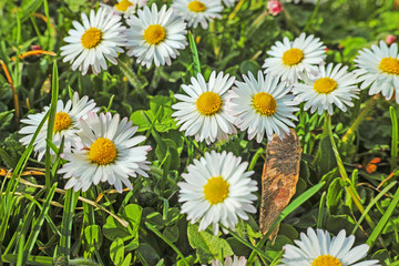 Obraz premium Daisies.Spring green meadow with white daisy flowers.