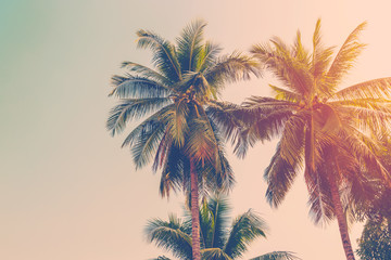 Kokosowe palmy z efektem vintage. - 107077028