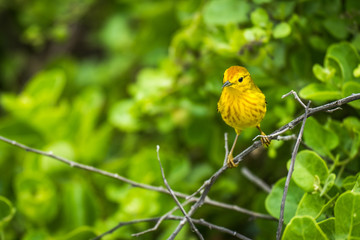 Yellow warbler perched on branch in woods