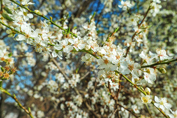 Blossoms on fruit tree.White Flower Blossom on fruit apple tree in sping.