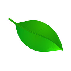 leaf icon in vector