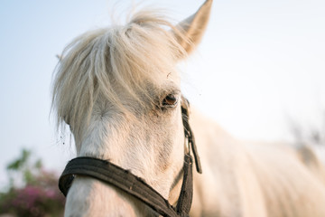 Close up The EYE of white horse & White hair coat horse - The Old Mare portrait
