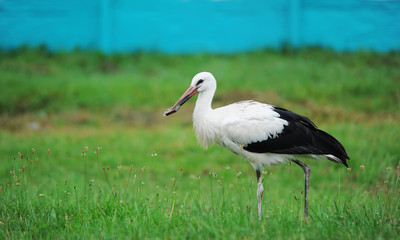 Stork in a green grass.