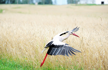 The stork flies up over the field of wheat. © Irina84