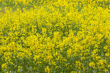 Rapeseed field in the springtime