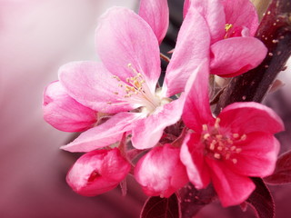 Photo of pink spring blossom