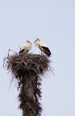 St&ouml;rche im Nest