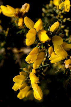 Ulex europaeus, Flor de Toxo