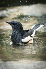 The Oriental Magpie Robin.