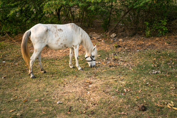 Naklejka na ściany i meble Portrai of The Old white Mare ; White hair coat horse with mane braided in pigtails grazing in the meadow