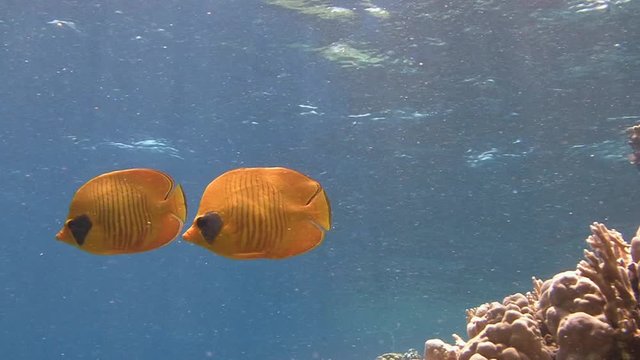 Дайвинг в Красном море близ Египта. Лимонные рыбы бабочки держаться как правило парами.