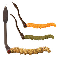 illustration. Cordyceps Sinensis on White background