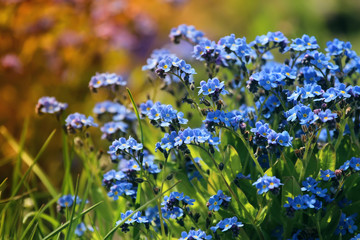 Forget-me-not flowers