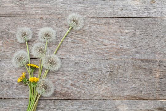 Fototapeta Dandelion flowers on wooden background