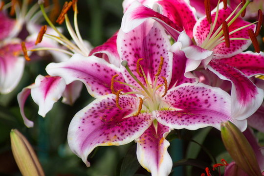Beautiful pink lily flower in green garden. close-up photo with pistil and stamen in composition.
