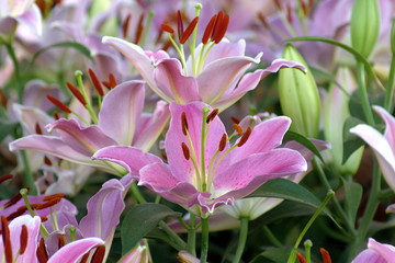 Beautiful pink lily flower in green garden.with pistil and stamen in composition.