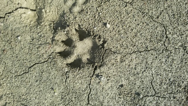 Orma di lupo su terreno