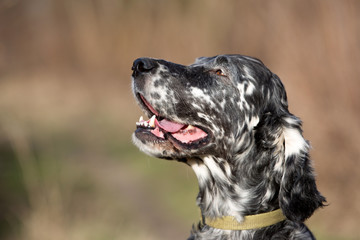 Fototapeta na wymiar Setter s english dog, dog for a walk 