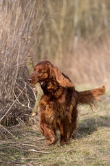 Red irish setter dog, dog for a walk