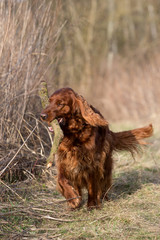 Red irish setter dog, dog for a walk