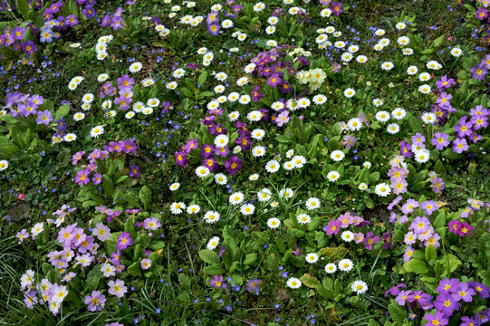 Blumenwiese im Fr&uuml;hjahr
