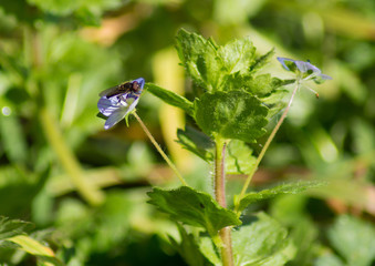 Obraz premium mouche