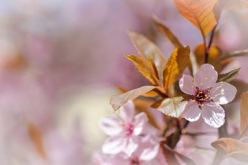 Macro picture with red cherry blossoms, in spring season