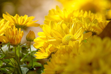 yellow Chrysanthemum flower in the garden. group of yellow chrysanthemum flower on blur background.